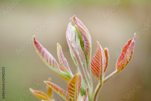 tender leaves of Chinese toon