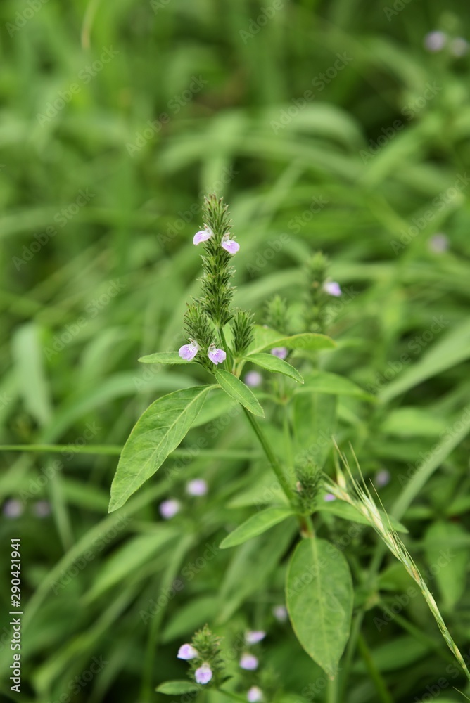 Justicia procumbens are weeds that grow in wetlands and bloom in the fall with small purple flowers. Young leaves are edible. Justicia procumbens are weeds that grow in wetlands and bloom in the fall with small purple flowers. Young leaves are edible.