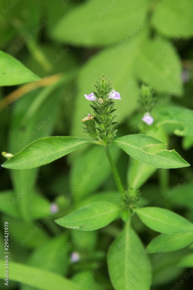 Justicia procumbens are weeds that grow in wetlands and bloom in the fall with small purple flowers. Young leaves are edible. Justicia procumbens are weeds that grow in wetlands and bloom in the fall with small purple flowers. Young leaves are edible.