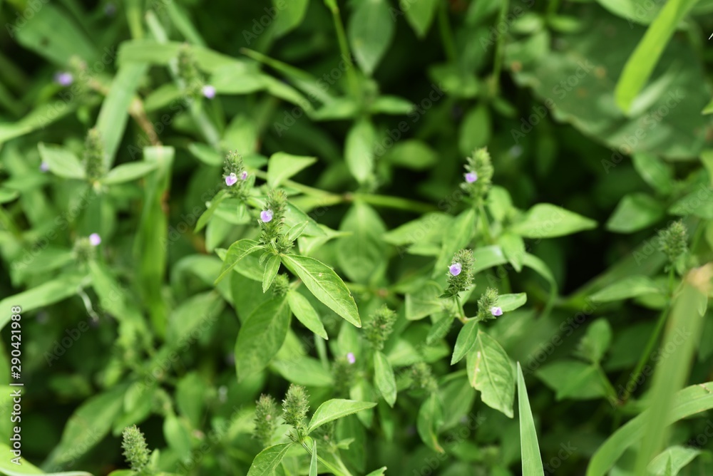 Justicia procumbens are weeds that grow in wetlands and bloom in the fall with small purple flowers. Young leaves are edible. Justicia procumbens are weeds that grow in wetlands and bloom in the fall with small purple flowers. Young leaves are edible.