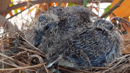 greater coucal (crow pheasant ,Centropus sinensis) chicks in their nest in kluang johor malaysia photo