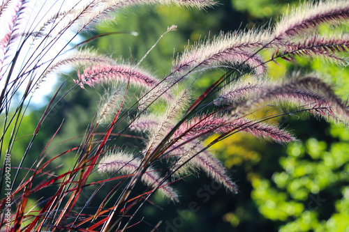 Beautiful red setaria viridis under sunshine, Sherbrooke photo