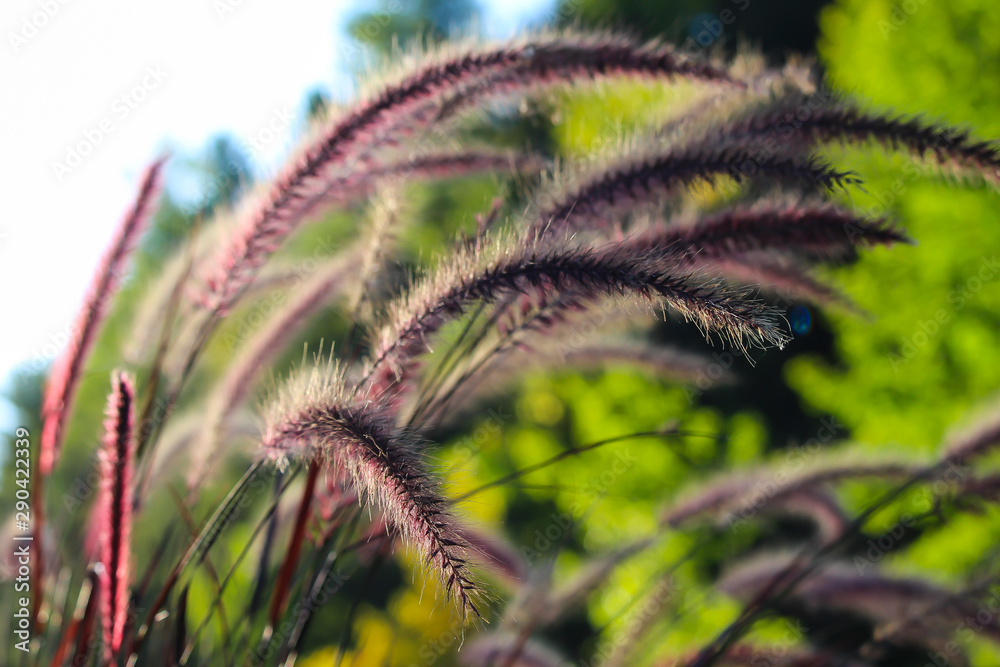 Beautiful red setaria viridis under sunshine, Sherbrooke