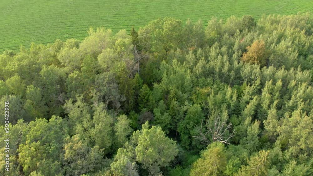 Fly over vast forestry and empty fields. Fly over vast forestry and empty fields.