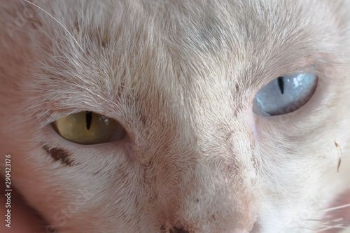 eyes of a cat