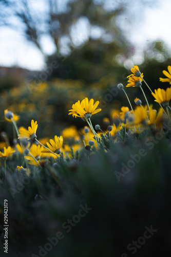 Dandelions on a field