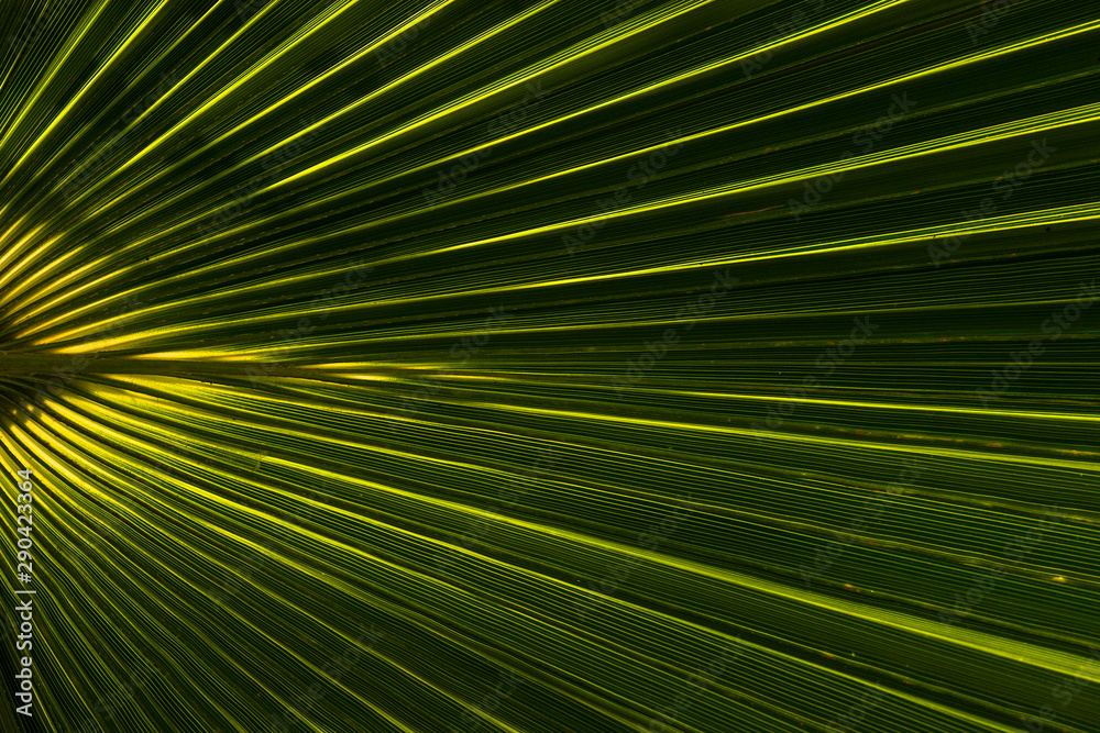 Obraz premium green palm leaf background