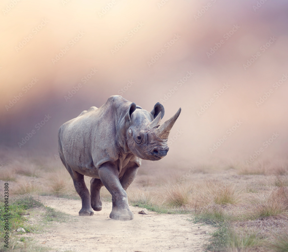 Fototapeta premium black rhinoceros walking