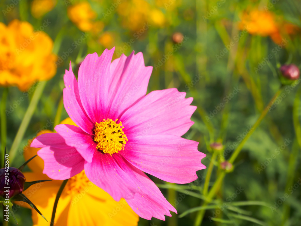 Obraz premium Cosmos flower (Cosmos Bipinnatus) with blurred background