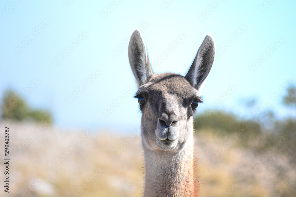 Obraz premium Guanaco 