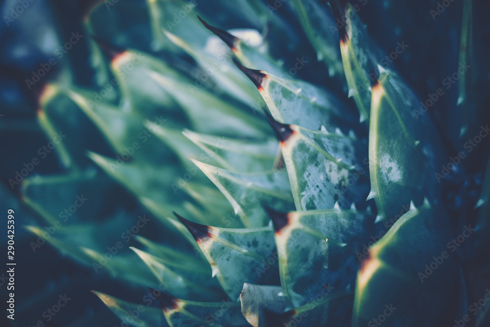 Fototapeta premium Close up of succulent plants; vintage style.
