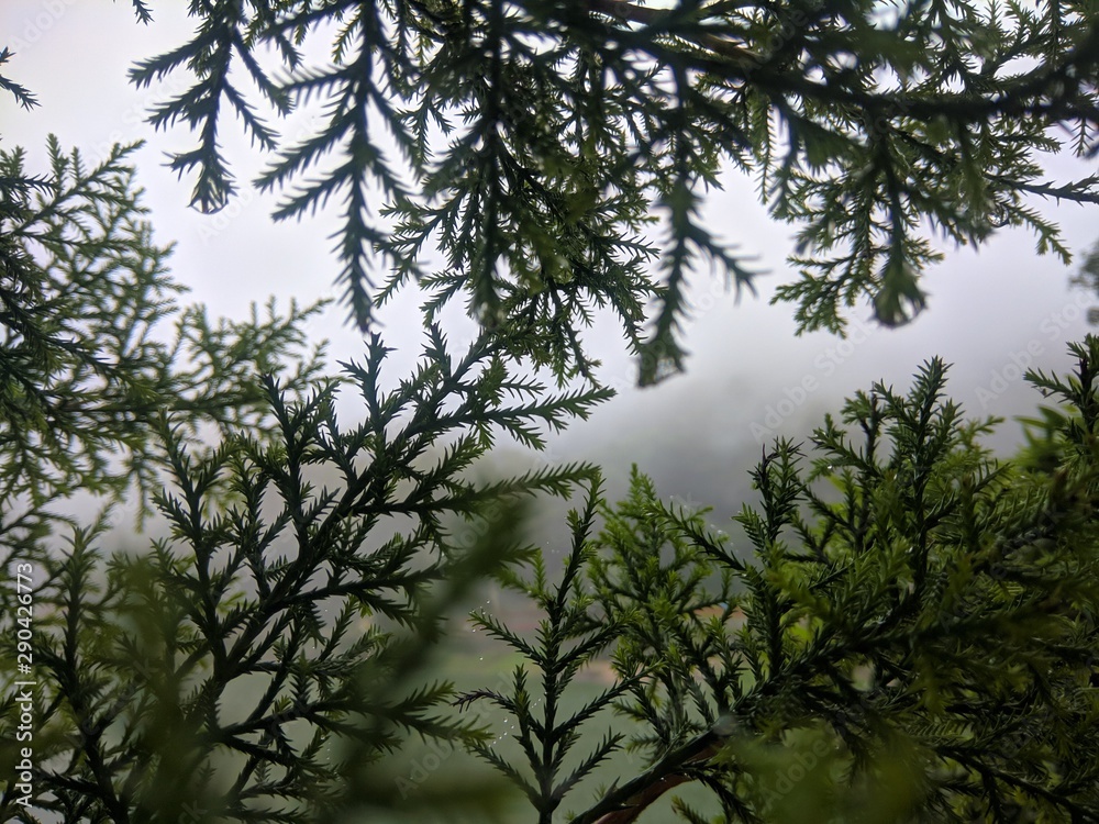 trees and sky trees and sky