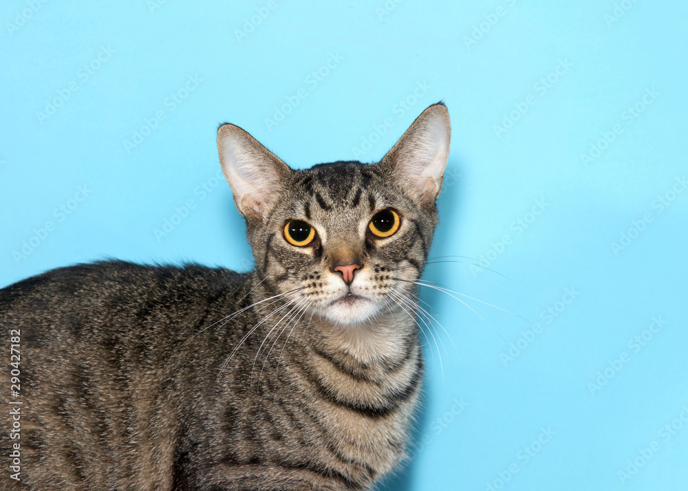 Close up portrait, adorable tabby kitty cat looking straight at viewer curiously, blue background with copy space.