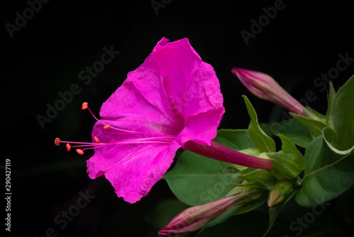 Magenta Four O'Clock