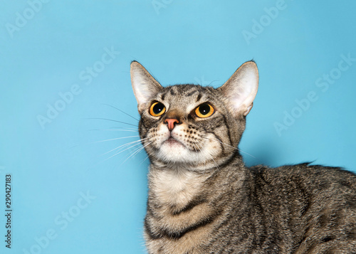 Close up portrait profile view, adorable tabby kitty cat looking up to viewers left curiously, blue background with copy space.