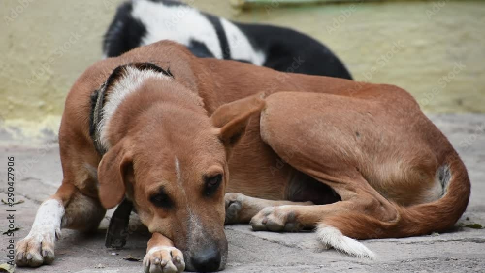 Two Dogs sleeping in-front of house gate. Red and Black dog. Two Dogs sleeping in-front of house gate. Red and Black dog.