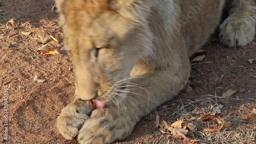 Young lion enjoying a snack photo