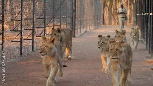 Lions walking back to their sanctuary area of the research facility photo