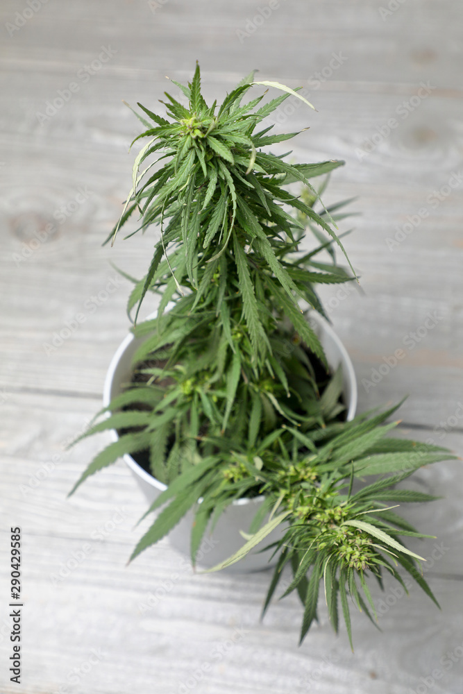 cannabis Bush home . A lush Cannabis Bush grows in a flower pot on a grey woody background . cannabis Bush home . A lush Cannabis Bush grows in a flower pot on a grey woody background .