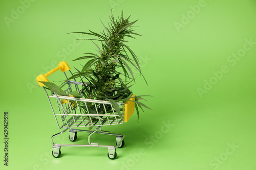cannabis for sale . Cannabis Bush in a shopping basket, on a green background . copy space .