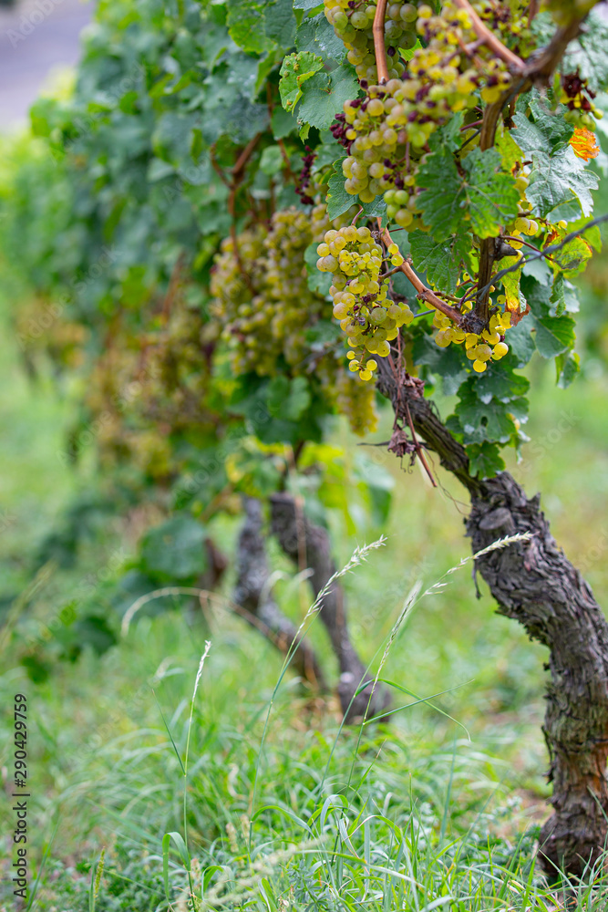 bunch of ripe green grapes with green leaves in the sun bunch of ripe green grapes with green leaves in the sun
