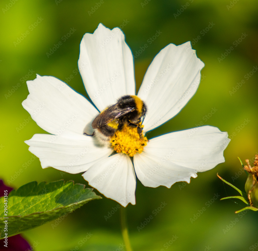 White flower. Cosmos, bumblebee on a flower. White flower. Cosmos, bumblebee on a flower.