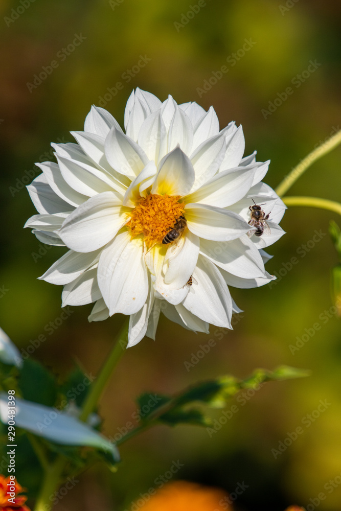 White Dahlia flower, blurred back green background, nature landscape. Sunny summer day. White Dahlia flower, blurred back green background, nature landscape. Sunny summer day.