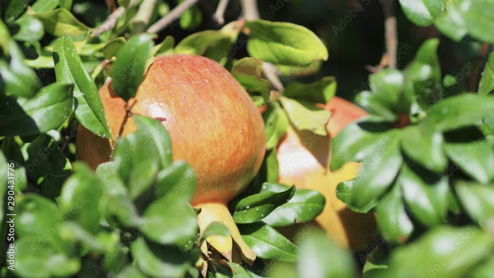Wild Pomegranate On A Tree, Home garden, Pomegranate tree at sunshine day. Wild Pomegranate On A Tree, Home garden, Pomegranate tree at sunshine day.