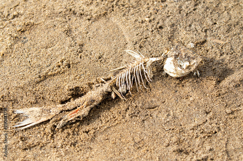 Skeleton of fish on the sandy shore. © Prikhodko