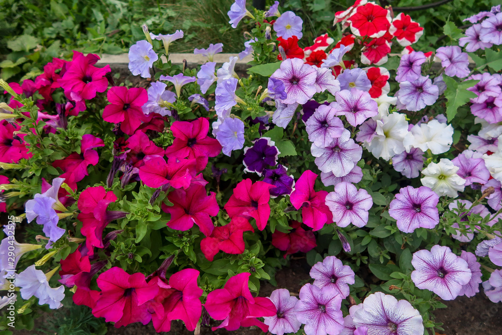 Bright petunia flowers in the flowerbed, summer natural park.