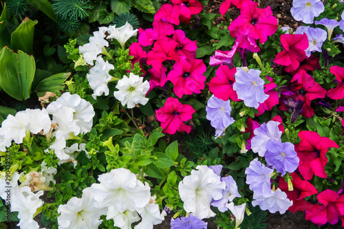 Bright petunia flowers in the flowerbed  summer natural park.