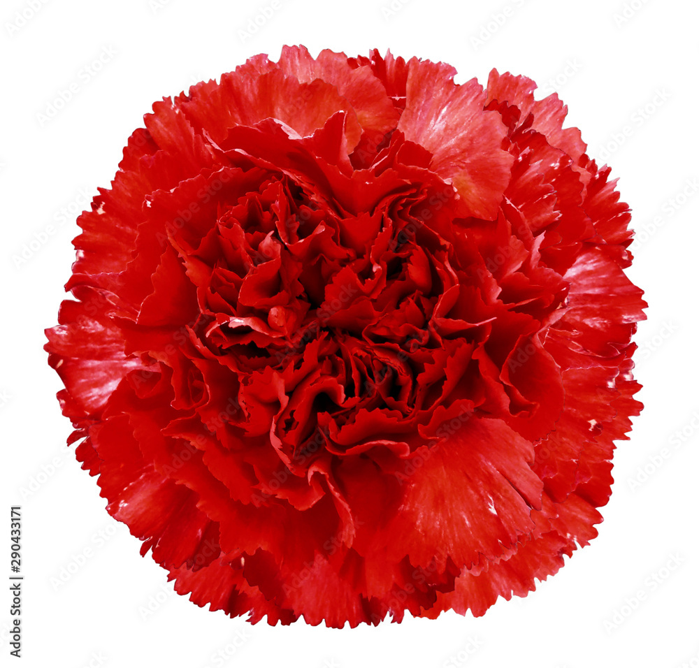 red clove flower, on a white isolated background with clipping path. Closeup. no shadows. For design. Nature. red clove flower, on a white isolated background with clipping path. Closeup. no shadows. For design. Nature.