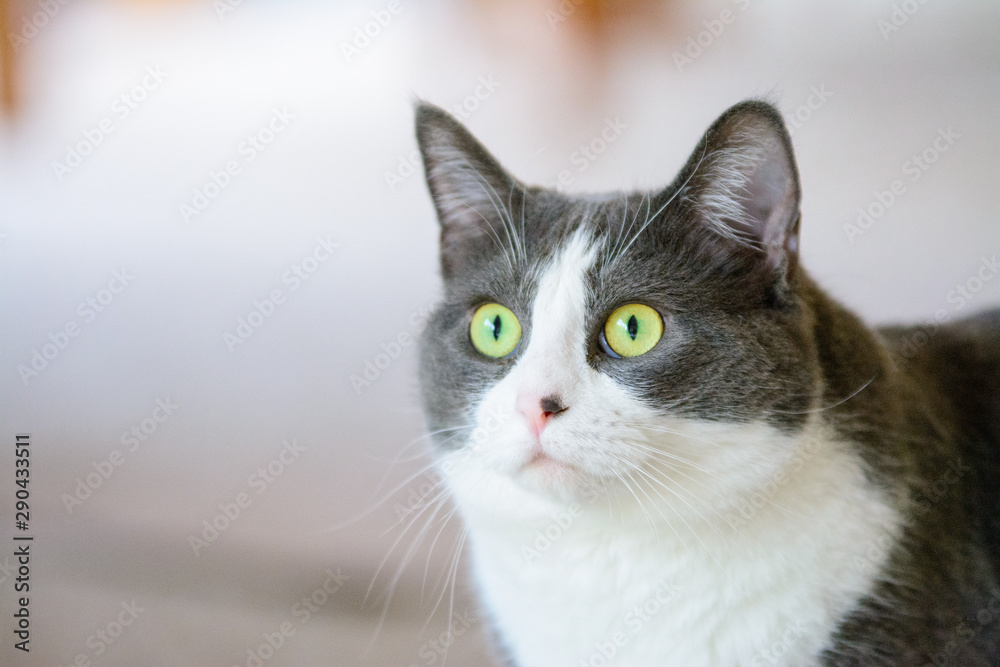 ready to pounce grey and white cat. ready to pounce grey and white cat.