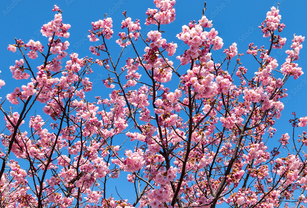 Pink blossom sakura flowers on a spring day in Japan., Pink blossom sakura flowers on a spring day in Japan.,