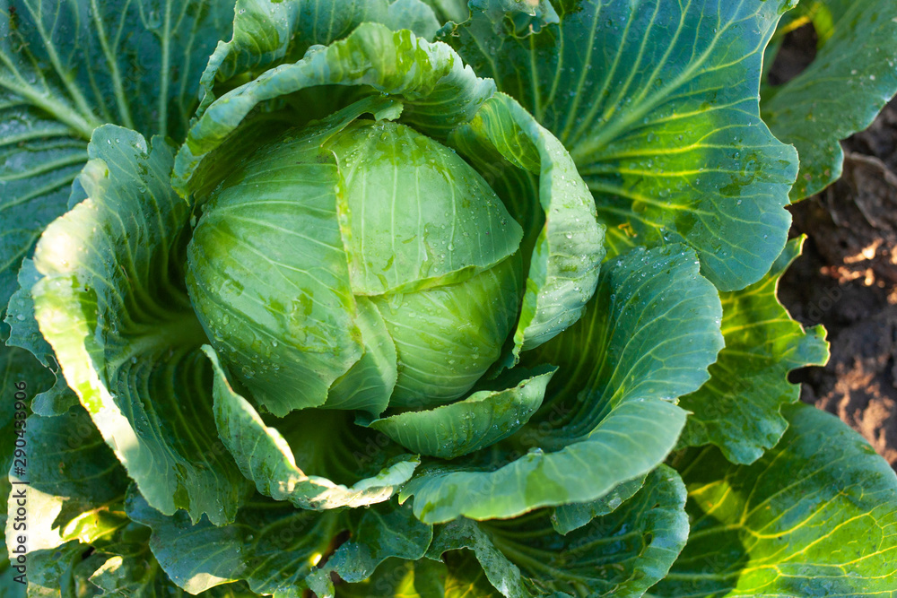 Big green cabbage in the garden. Cabbage grown in the field is ready for harvest Big green cabbage in the garden. Cabbage grown in the field is ready for harvest