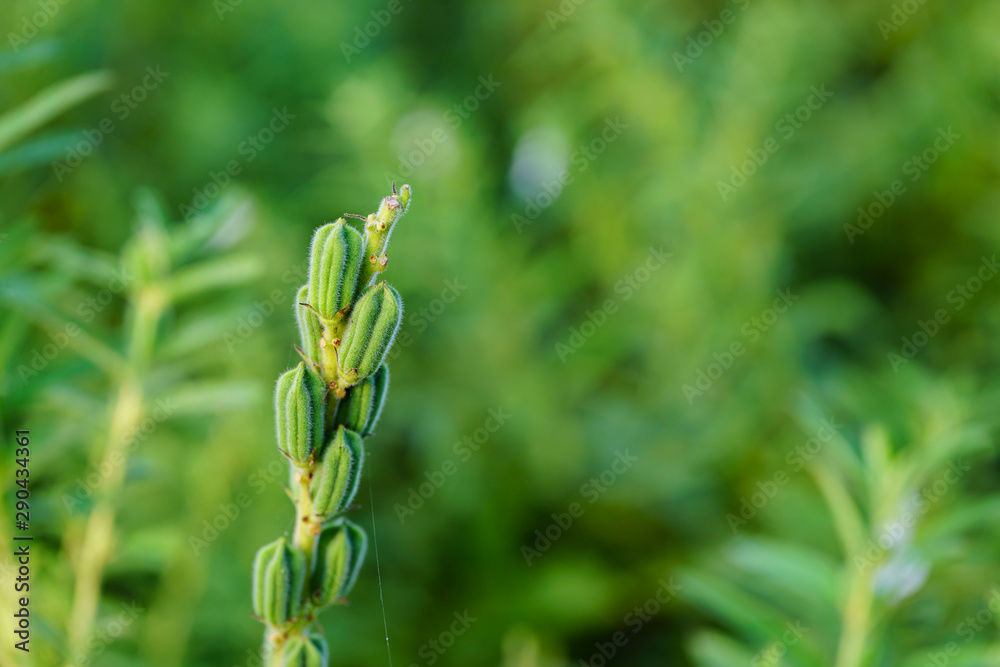 Sesame seed flower on tree in the field, Sesame a tall annual herbaceous plant of tropical Sesame seed flower on tree in the field, Sesame a tall annual herbaceous plant of tropical