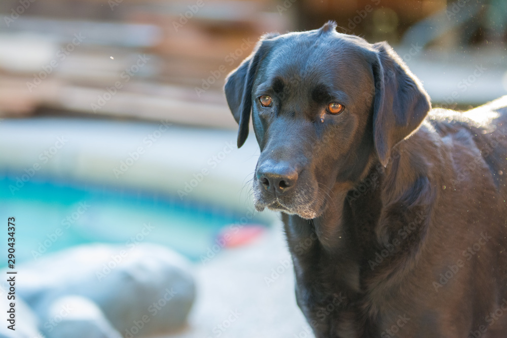 Black Labrador retriever dog portrait 
