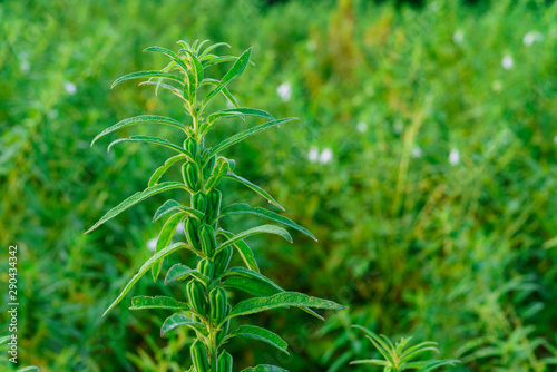 Sesame seed flower on tree in the field, Sesame a tall annual herbaceous plant of tropical