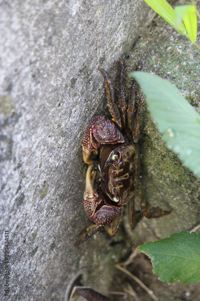 クロベンケイガニ Stock 写真 Adobe Stock