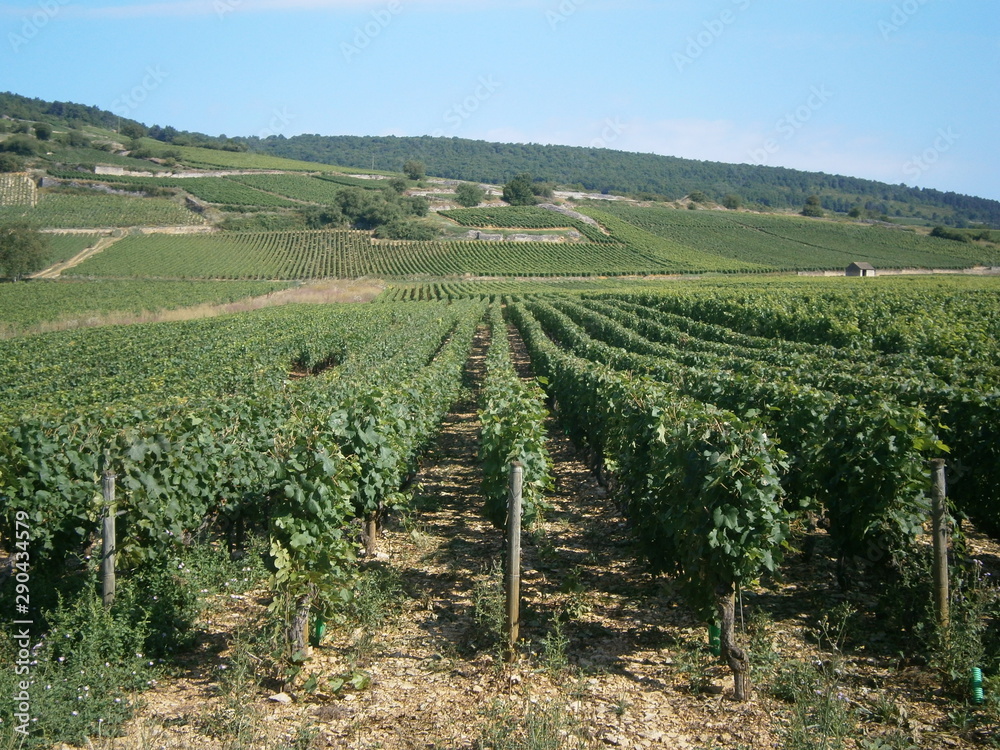 Vineyard, France