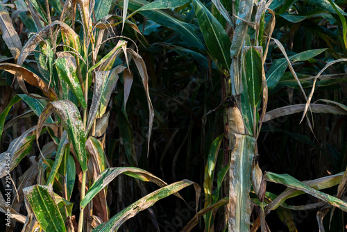 Fototapeta Naklejka Na Ścianę i Meble -  Corn in maize fields awaiting harvest in the dry season.