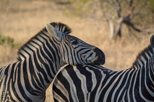 zebras in Africa