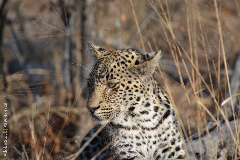 Fototapeta premium leopard in the wild