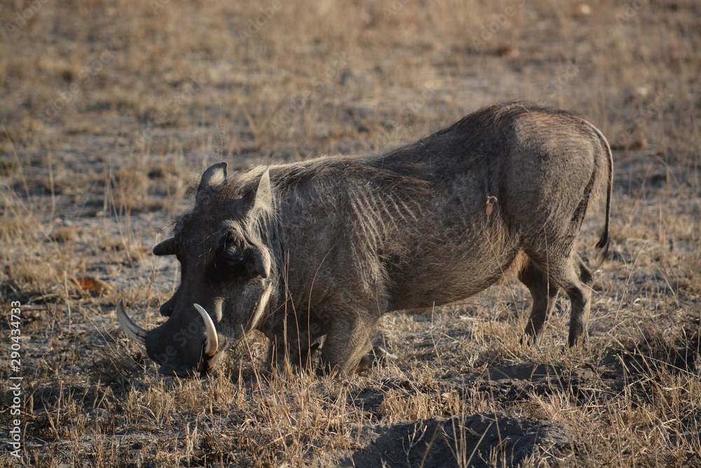 warthog in the wild warthog in the wild