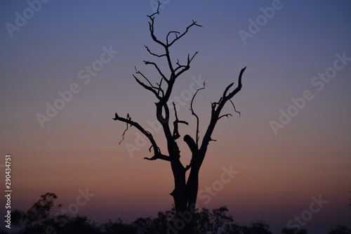 silhouette of a tree at sunset © Andre