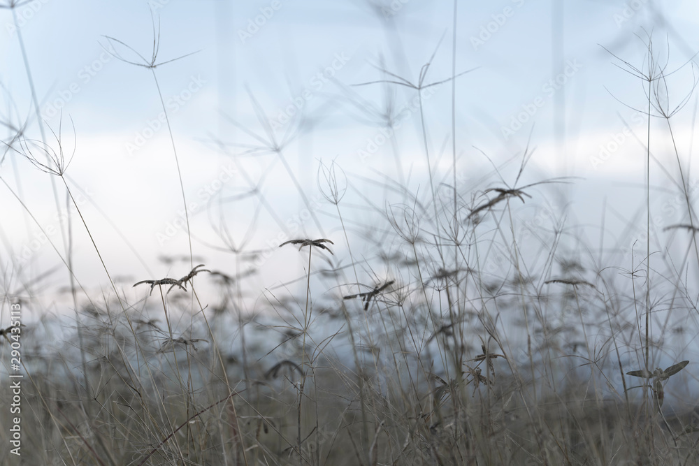 The flowers in the winter are approaching. The flowers in the winter are approaching.