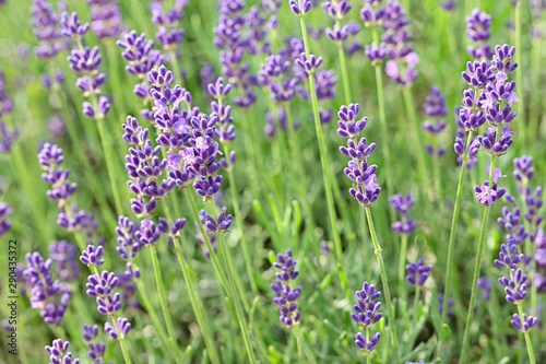 Purple lavender flowers outdoors in detail.