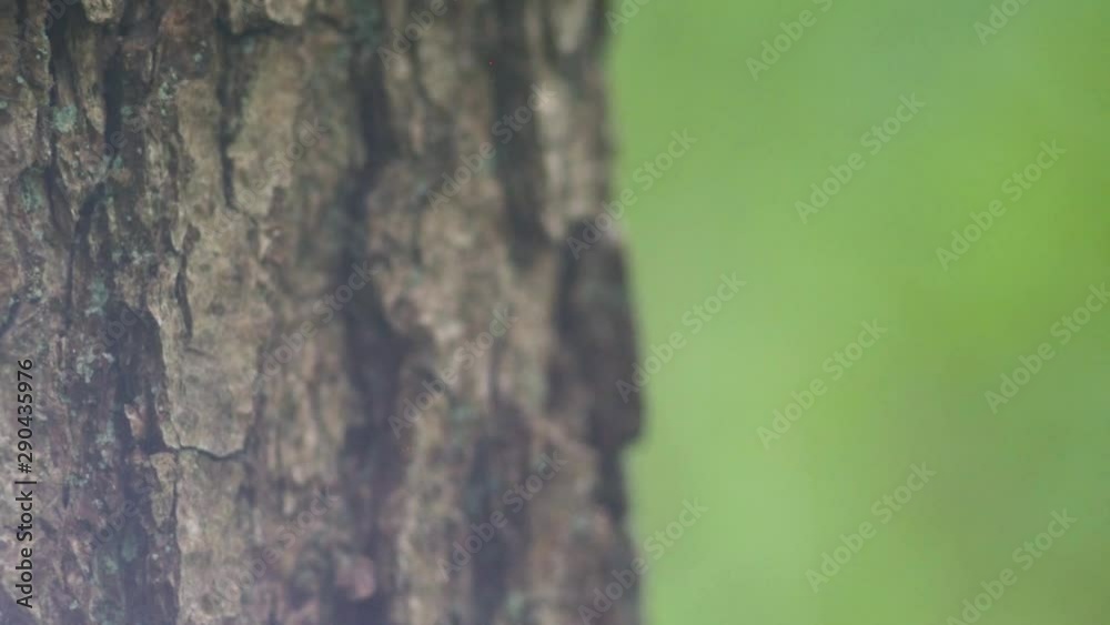 Closeup diagonal movement of a tree trunk in the forest Closeup diagonal movement of a tree trunk in the forest