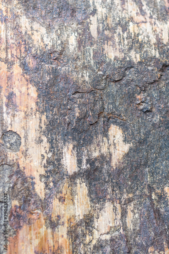 stone texture , rock surface , boulder skin stone texture , rock surface , boulder skin