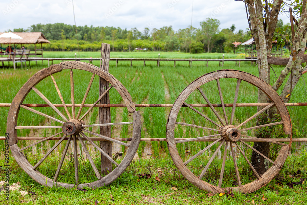 Wagon wheel. Old wagon wheel on rice farm.